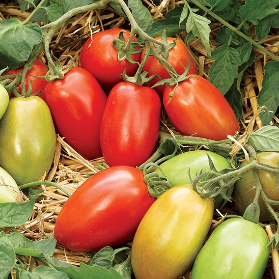 Tomato 'Incas' (Determinate) F1 - Seeds