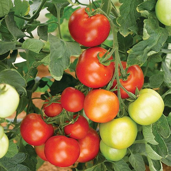 Tomato 'Moneymaker' (Grafted)