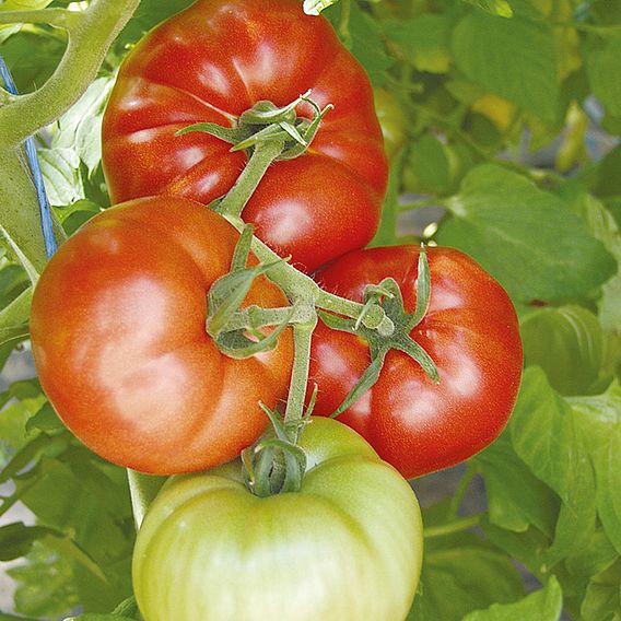Tomato Seeds - Country Taste F1 (Indeterminate)