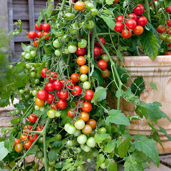 Tomato 'Lizzano' (Determinate) F1 - Seeds