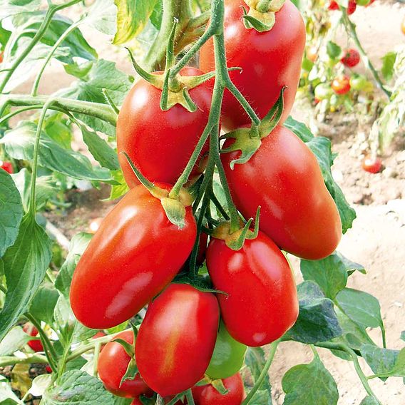 Tomato Seeds - Giulietta F1 (Indeterminate)