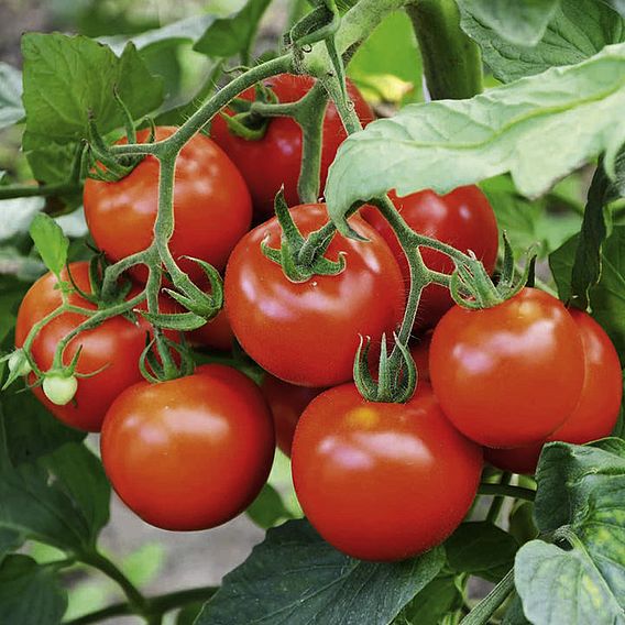 Tomato Seeds - Fantasio F1 (Indeterminate)