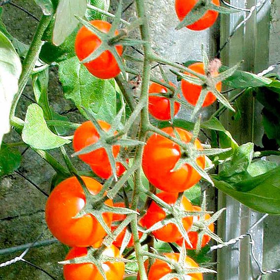 Tomato Plants - Sungold