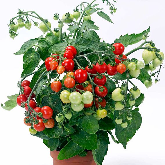 Tomato 'Heartbreaker Vita' (Determinate) F1 - Seeds