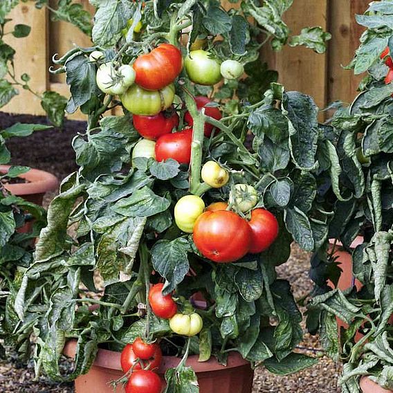 Tomato 'Big League' (Determinate) F1 - Seeds