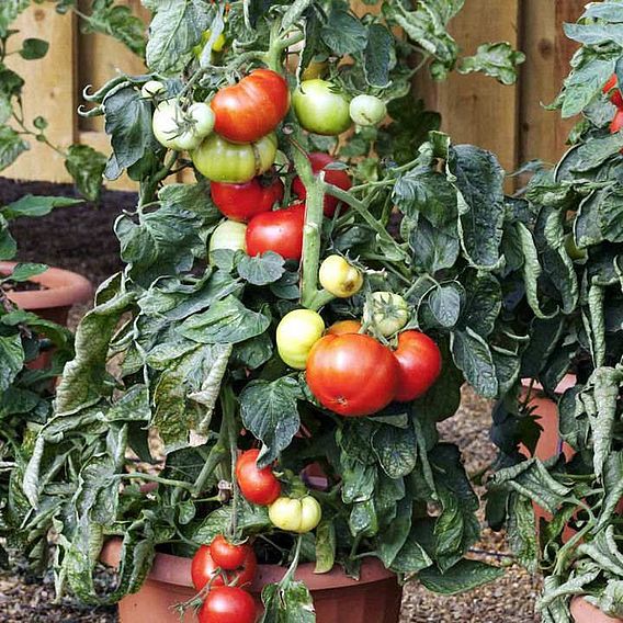 Tomato Seeds - Big League F1 (Determinate)