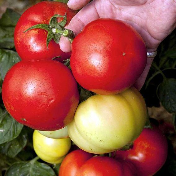 Tomato 'Big League' (Determinate) F1 - Seeds