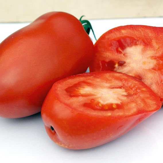 Tomato Seeds - Giulietta F1 (Indeterminate)