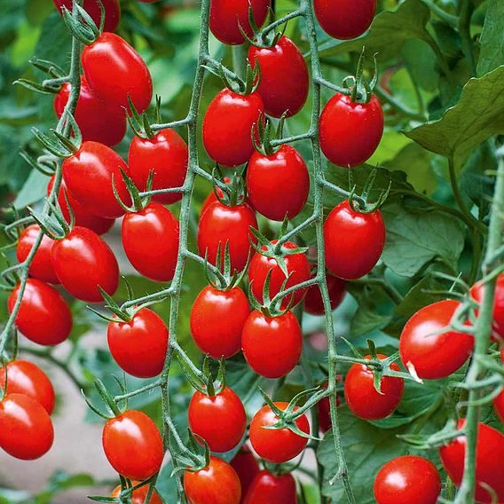 Grafted Tomato Plants - F1 Aviditas