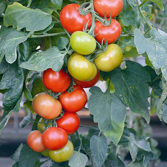 Tomato Seeds - Crimson Crush F1 (Indeterminate)