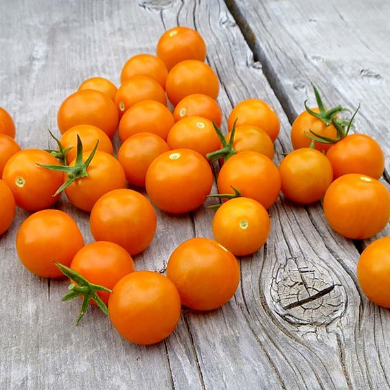 Tomato 'Sungold' (Indeterminate) F1 - Seeds