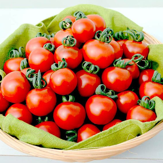 Tomato 'Garnet' (Indeterminate) - Seeds