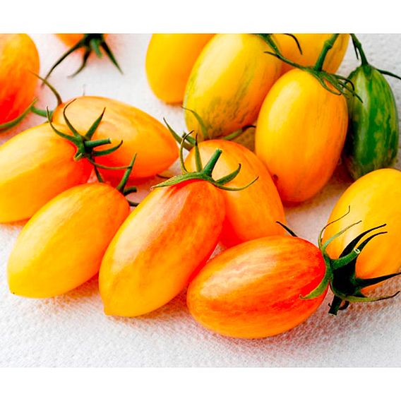 Tomato 'Artisan Blush Tiger' (Indeterminate) - Seeds