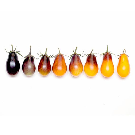 Tomato Artisan™ Seeds - Indigo Pear Drops (Indeterminate)