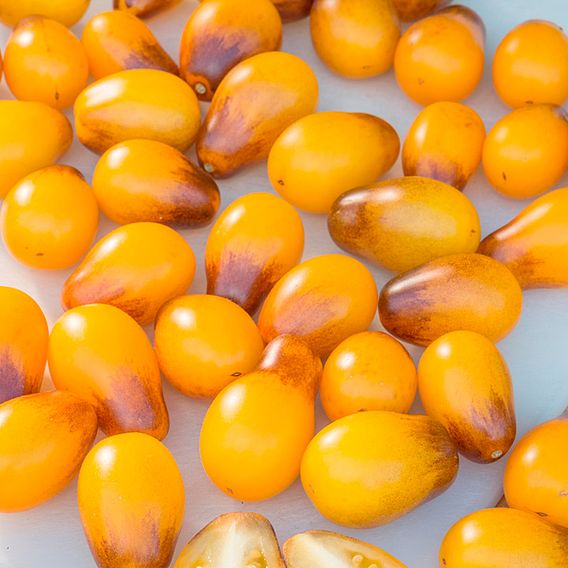 Tomato Artisan™ Seeds - Indigo Pear Drops (Indeterminate)