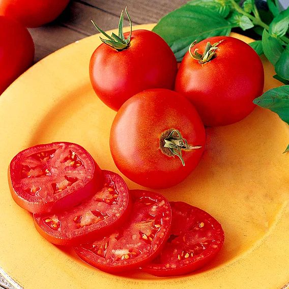 Tomato 'Premio' (Grafted)