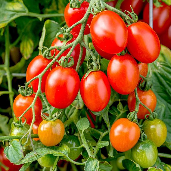 Tomato 'Montello' (Determinate) F1 - Seeds