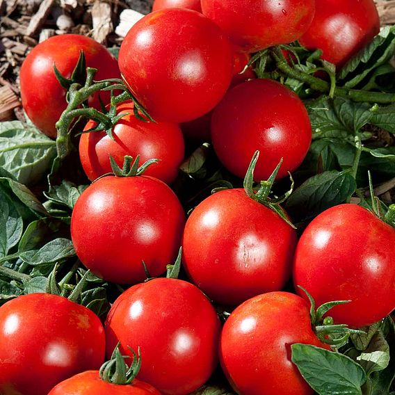 Tomato 'Premio' (Grafted)