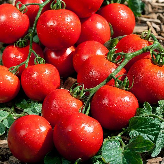 Tomato 'Premio' (Grafted)