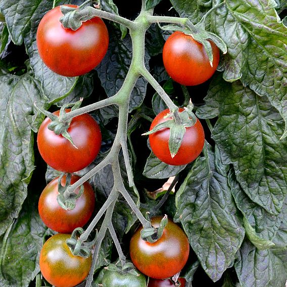 Tomato 'Ruby Falls' (Indeterminate) - Seeds