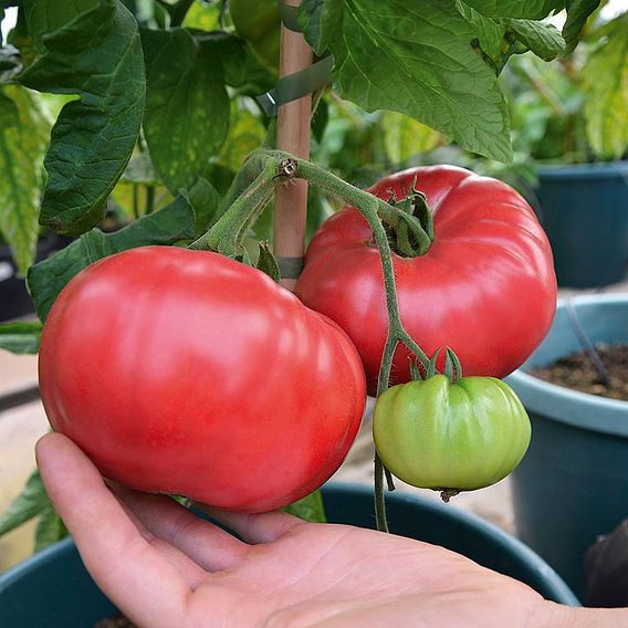 Tomato 'Crimson Blush' (Grafted)