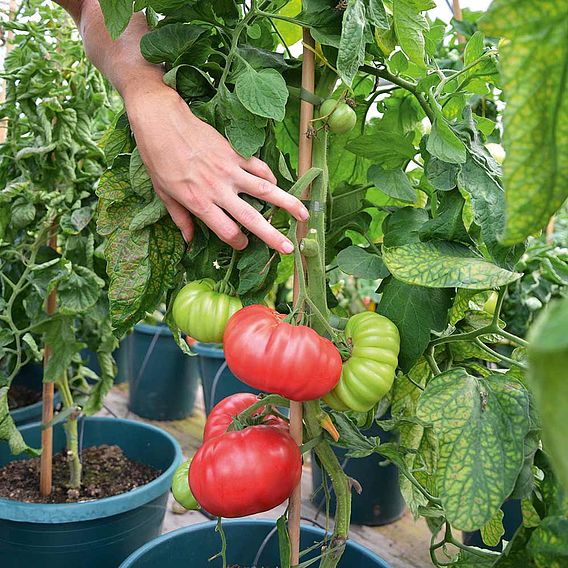 Tomato Seeds - Crimson Blush F1 (Indeterminate)