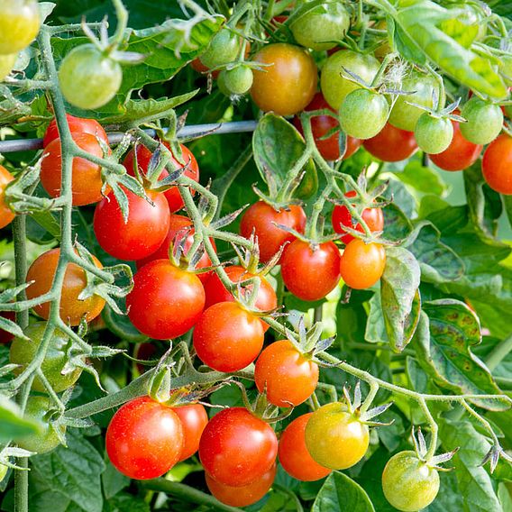 Tomato (Organic) Seeds - Koralik (Determinate)