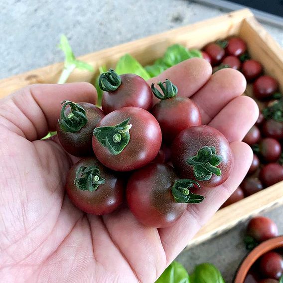 Tomato 'Rosella' (Grafted)