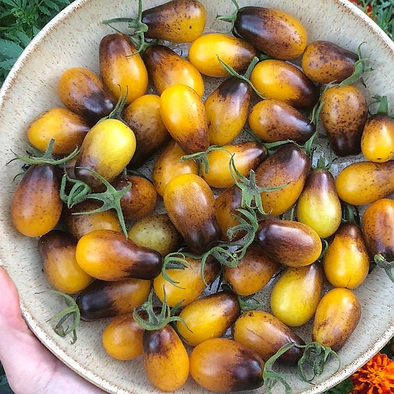 Tomato 'Artisan™ Indigo Pear Drops' (Indeterminate) - Seeds