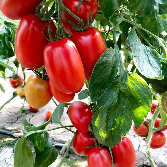 Tomato 'Crimson Plum' (Indeterminate) F1 - Seeds