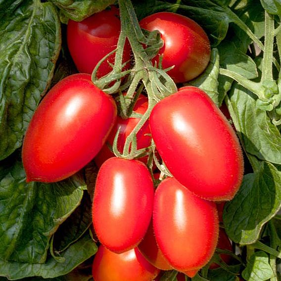 Tomato 'Crimson Plum' (Indeterminate) F1 - Seeds