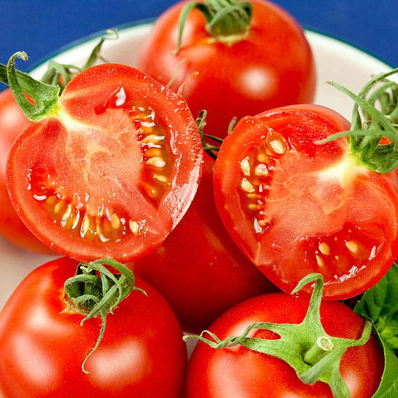 Tomato 'Crimson Cocktail' (Indeterminate) F1 - Seeds