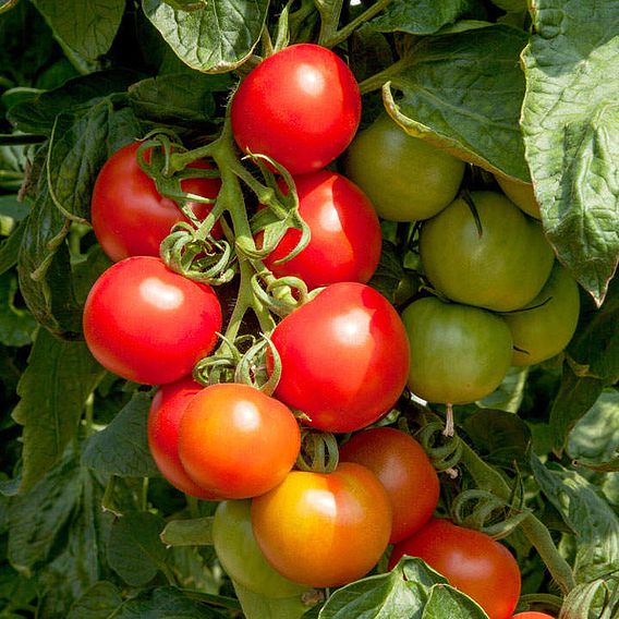 Tomato 'Crimson Cocktail' (Indeterminate) F1 - Seeds