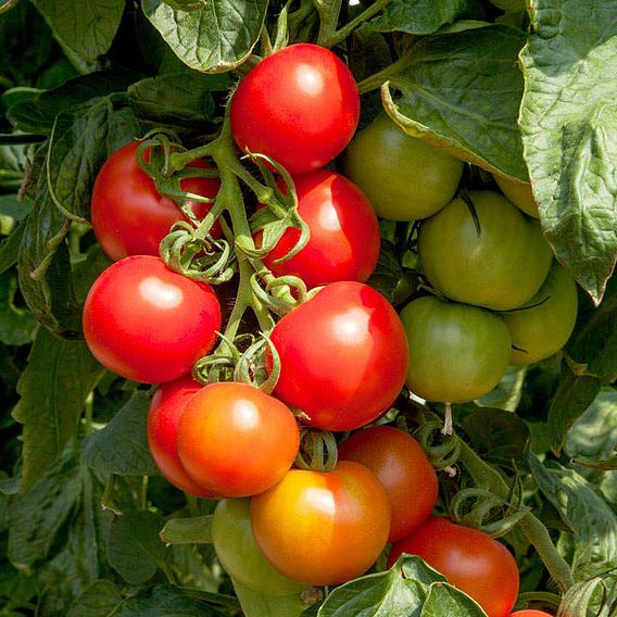 Tomato Seeds - Crimson Cocktail F1 (Indeterminate)