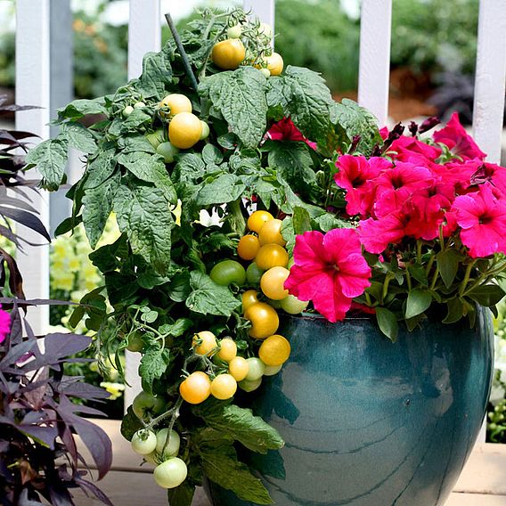 Tomato 'Little Sun Yellow' (Determinate) F1 - Seeds