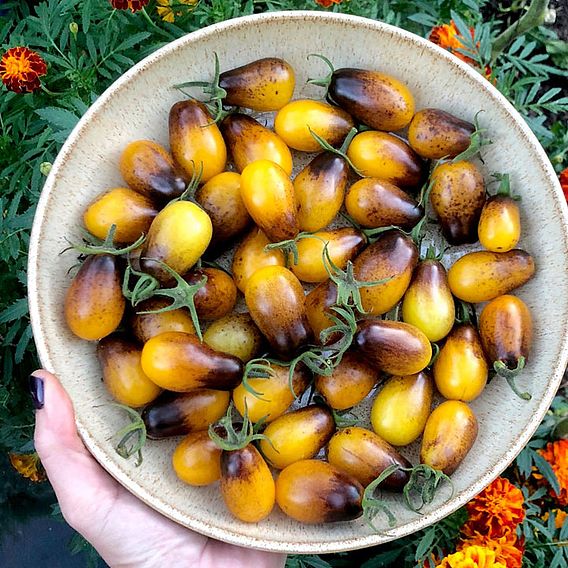 Tomato 'Artisan™ Indigo Pear Drops' (Indeterminate) - Seeds