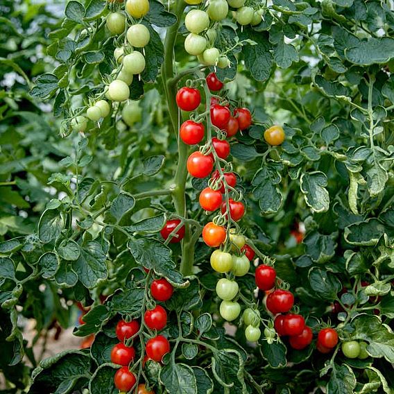 Tomato Seeds - Crimson Cherry F1 (Indeterminate)