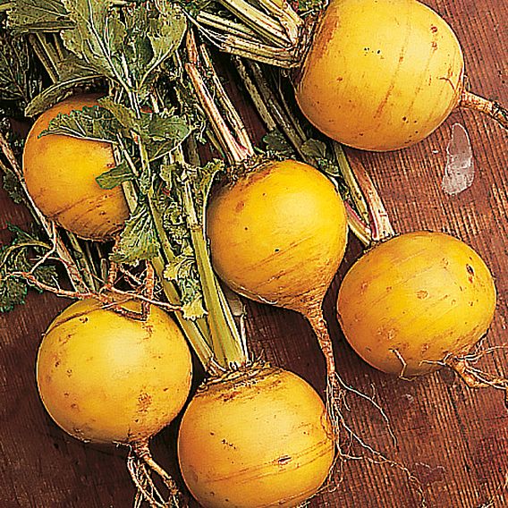 Turnip 'Golden Ball' - Seeds
