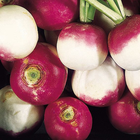 Turnip 'Aramis' - Seeds