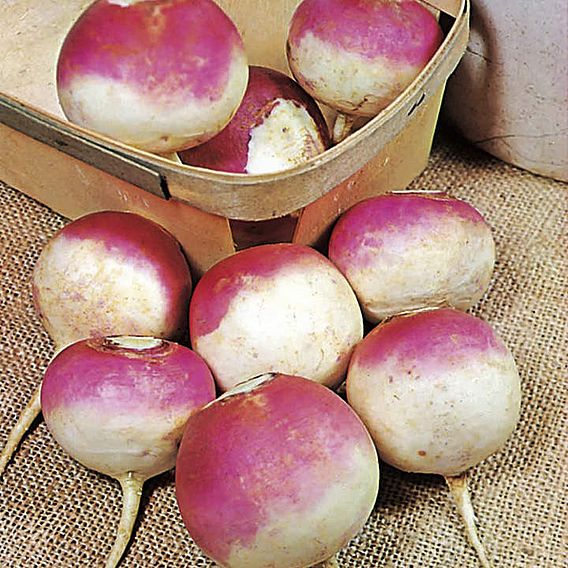 Turnip 'Armand' - Seeds