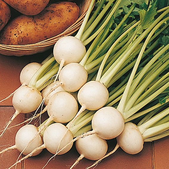 Turnip 'Tokyo Cross' F1 - Seeds