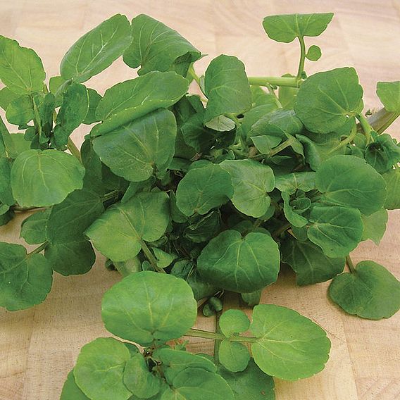 Leaf Salad 'Watercress Aqua' - Seeds
