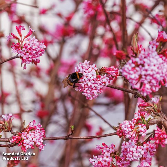 Fragrant Winter Shrub Duo