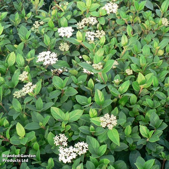 Viburnum tinus 'French White'