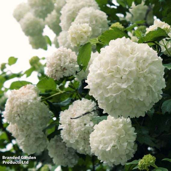 Viburnum macrocephalum 'Happy Fortuna'