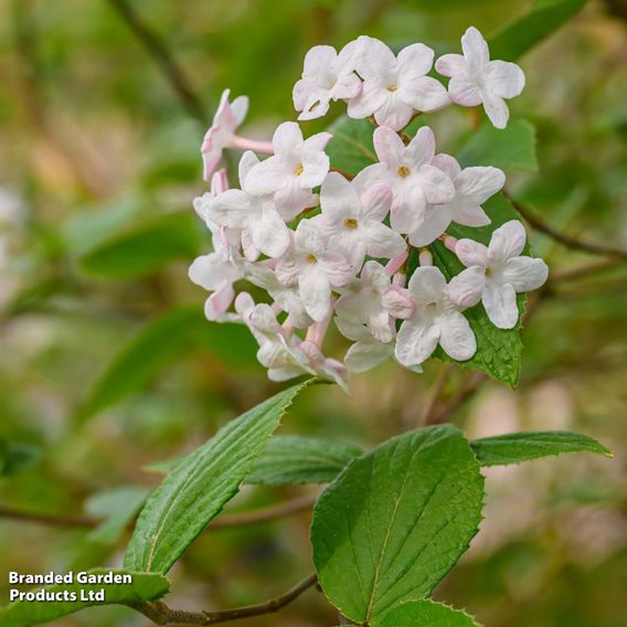 Viburnum × juddii