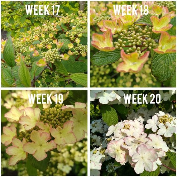 Viburnum plicatum f. tomentosum 'Kilimandjaro Sunrise'