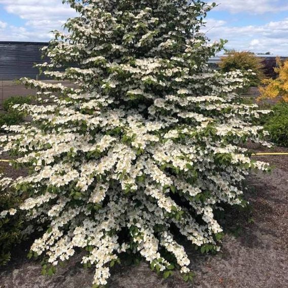 Viburnum plicatum f. tomentosum 'Kilimandjaro Sunrise'