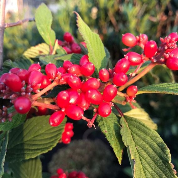 Viburnum plicatum f. tomentosum 'Kilimandjaro Sunrise'