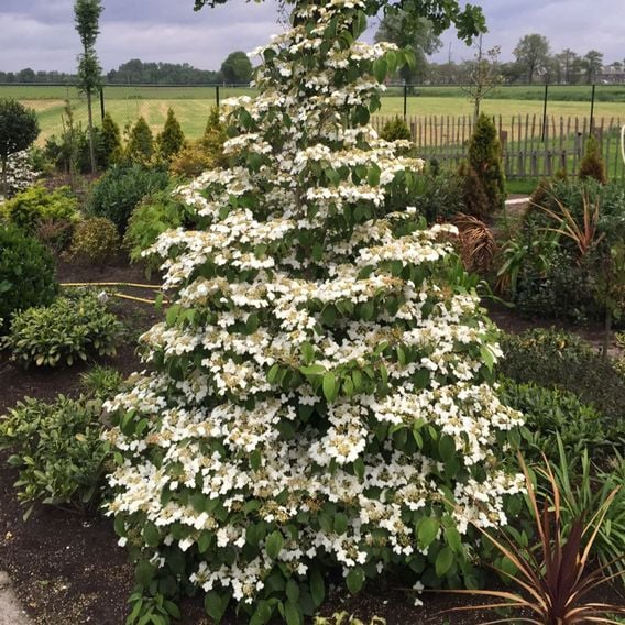 Viburnum plicatum f. tomentosum 'Kilimandjaro'